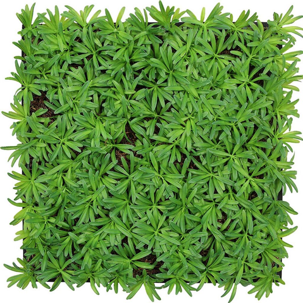 Wandpaneel Nature Design Flora Podocarpus Tea Tree | 52 x 52 cm